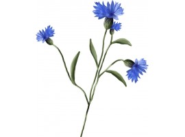 BLEUET