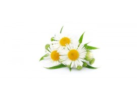 CAMOMILLE