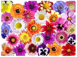 FLEURS