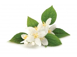 JASMIN