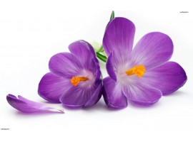 VIOLETTE